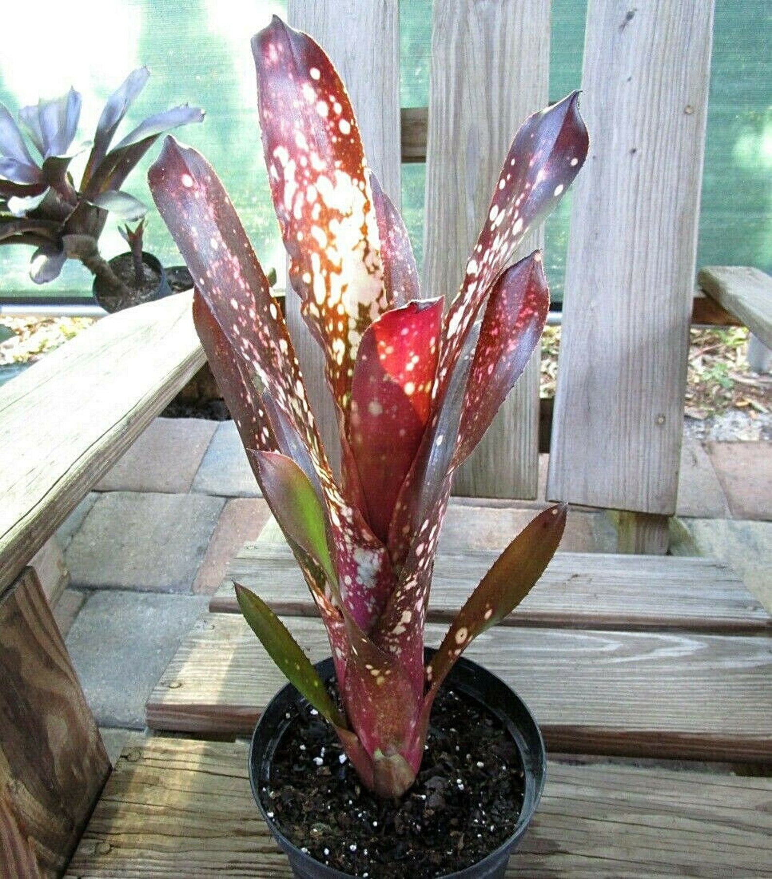 Bromeliad (Billbergia Hallelujah)