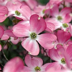Pink Flowering Dogwood var. rubra (Cornus florida) - Ladybird Nursery