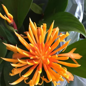 Dwarf Yellow Ginger (Alpinia spp.)