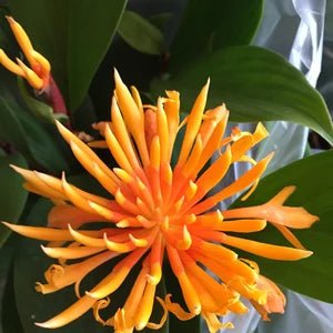 Dwarf Yellow Ginger (Alpinia spp.) - Ladybird Nursery