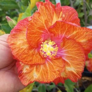 Hibiscus Rio Clara Sunset Ruffle - Ladybird Nursery