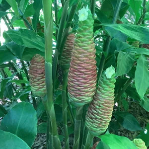 Shampoo Ginger Darcyi (Zingiber zerumbet)