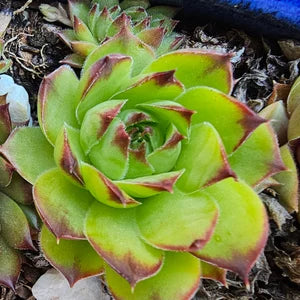 Hens and Chicks Assorted (Echeveria spp.)