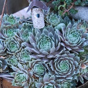 Hens and Chicks Metal (Echeveria Blue) - Ladybird Nursery
