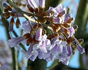 Royal Paulownia (Paulownia tomentosa) - Ladybird Nursery