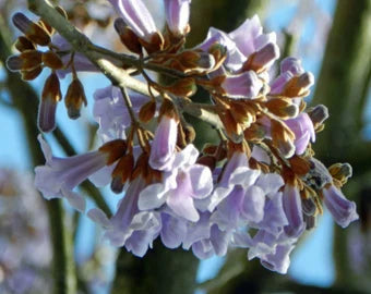 Royal Paulownia (Paulownia tomentosa)