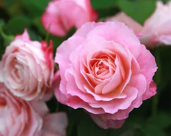 Rosa Terrazza® Neptune King (Rosa)