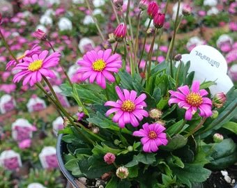 Swan River Daisy 'Fresco Candy' (Brachyscome) - Ladybird Nursery