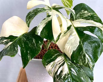 Safari Ebony Elephant Ear (Alocasia Safari)