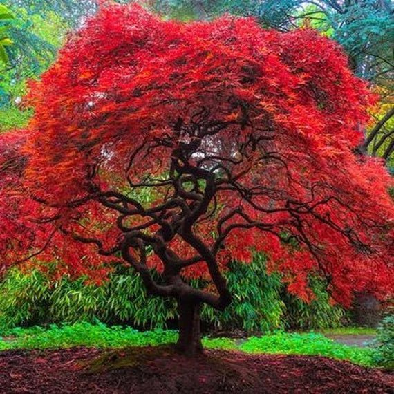 Tatarian Maple Ginnala Flame (Acer tartaricum) - Ladybird Nursery