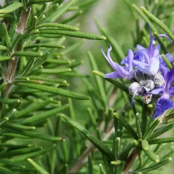 Rosemary Assorted (Rosmarinus officinalis) - Ladybird Nursery