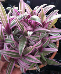 Spiderwort Dwarf Pinky Rhoeo (Tradescantia spathacea) - Ladybird Nursery