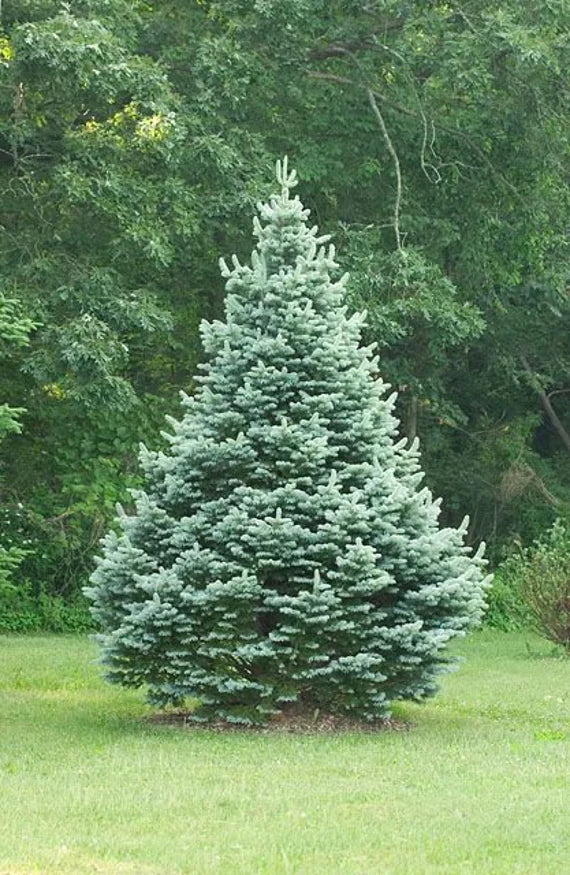 Subalpine Fir Compacta (Abies lasiocarpa)