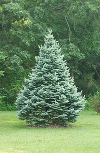 Subalpine Fir Compacta (Abies lasiocarpa)