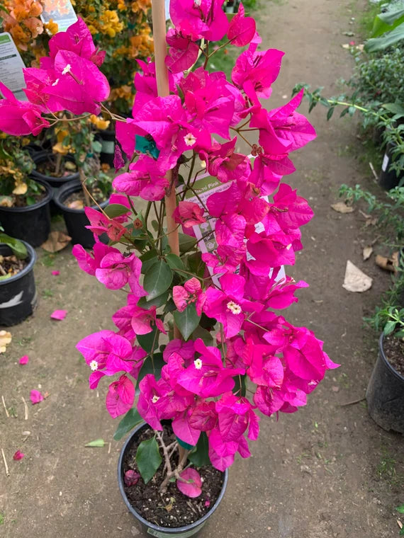 Bougainvillea Miami Pink (Bougainvillea glabra)