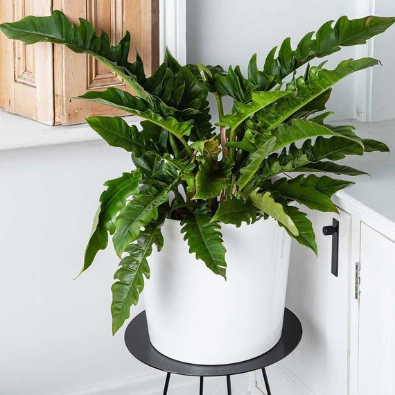 Philodendron Narrow Tiger Tooth - Ladybird Nursery