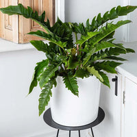Philodendron Narrow Tiger Tooth