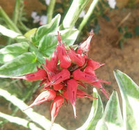 Zig Zag Plant (Euphorbia tithymaloides) - Ladybird Nursery