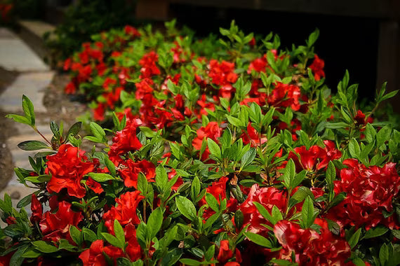 Azalea Firelight