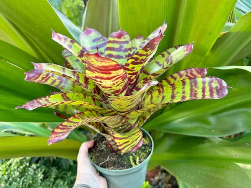 Bromeliad Assorted (Neoregelia spp.) - Ladybird Nursery