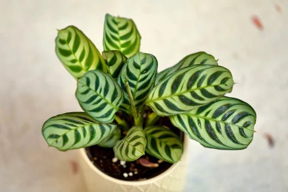 Prayer Plant Burle Marx (Maranta amabilis) - Ladybird Nursery