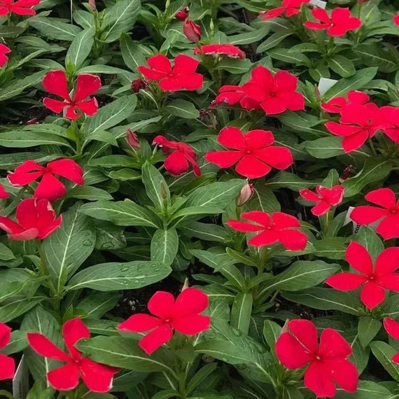 Periwinkle Red (Vinca spp.) - Ladybird Nursery