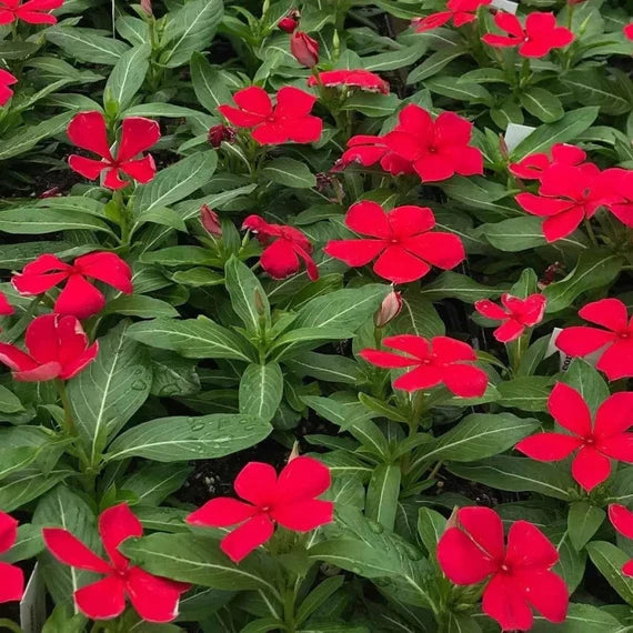 Periwinkle Red (Vinca spp.)