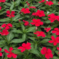 Periwinkle Red (Vinca spp.)