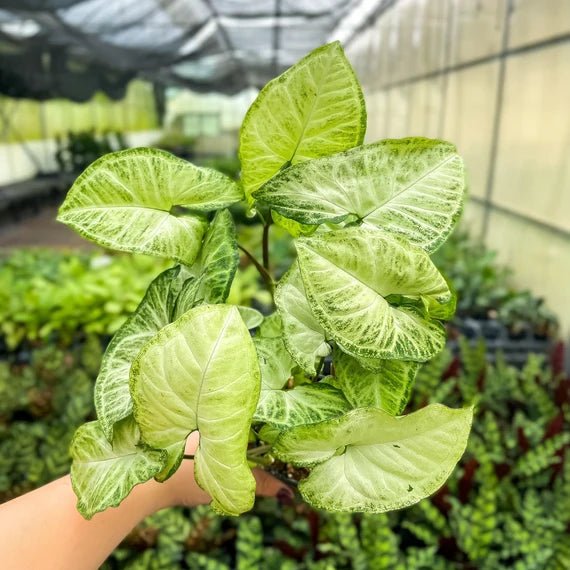Syngonium Assorted spp. - Ladybird Nursery