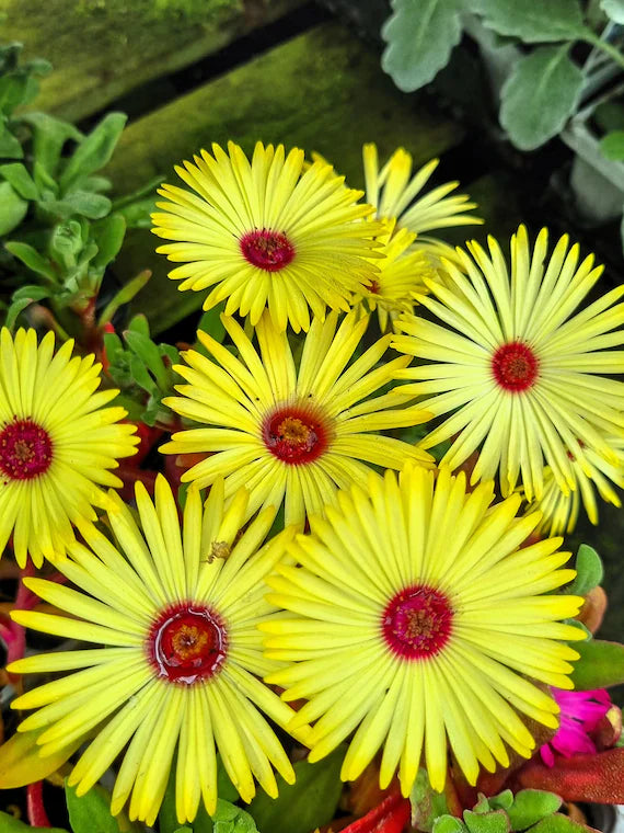 Ice Plant Yellow (Mesembryanthemum spp)