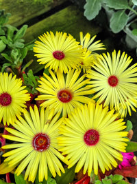 Ice Plant Yellow (Mesembryanthemum spp)