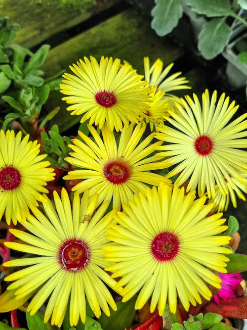 Ice Plant Yellow (Mesembryanthemum spp) - Ladybird Nursery