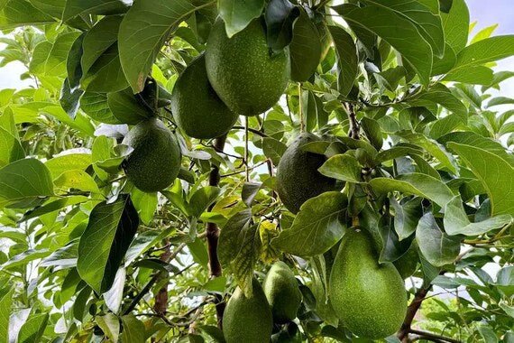 Avozilla Giant Avocado - Ladybird Nursery