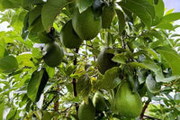 Avozilla Giant Avocado Medium