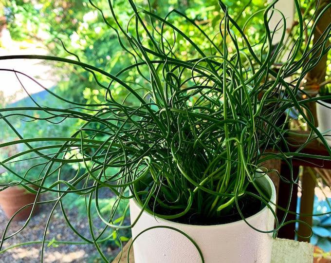 Corkscrew Rush Totally Twisted (Juncus effusus)