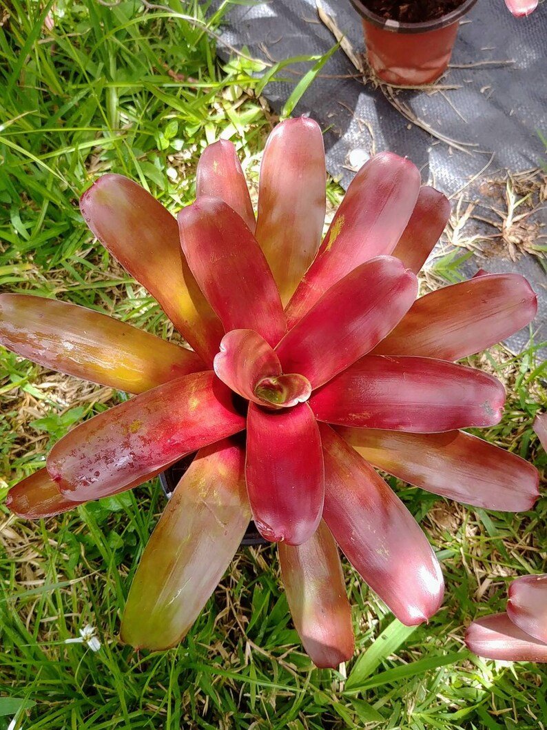 Bromeliad Fireball (Neoregelia) - Ladybird Nursery