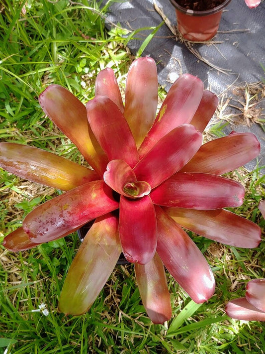 Bromeliad Fireball (Neoregelia)