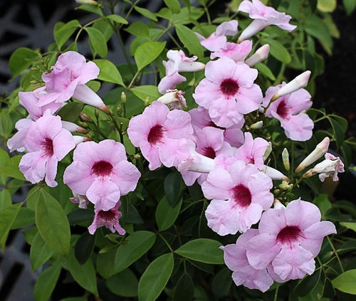 Bower Vine Pink Magic (Pandorea jasminoides) - Ladybird Nursery