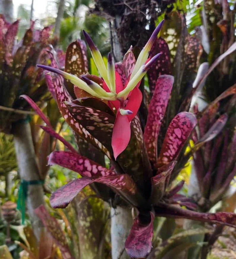 Bromeliad (Billbergia Hallelujah)