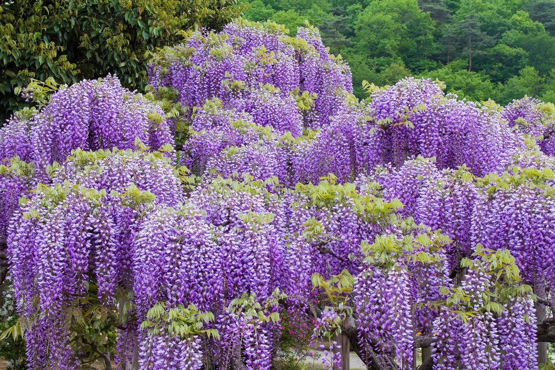 Chinese Wisteria (Wisteria sinensis) - Ladybird Nursery