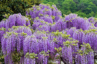 Chinese Wisteria (Wisteria sinensis)