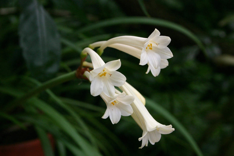 White Ifafa Lily Alba (Cyrtanthus mackenii)