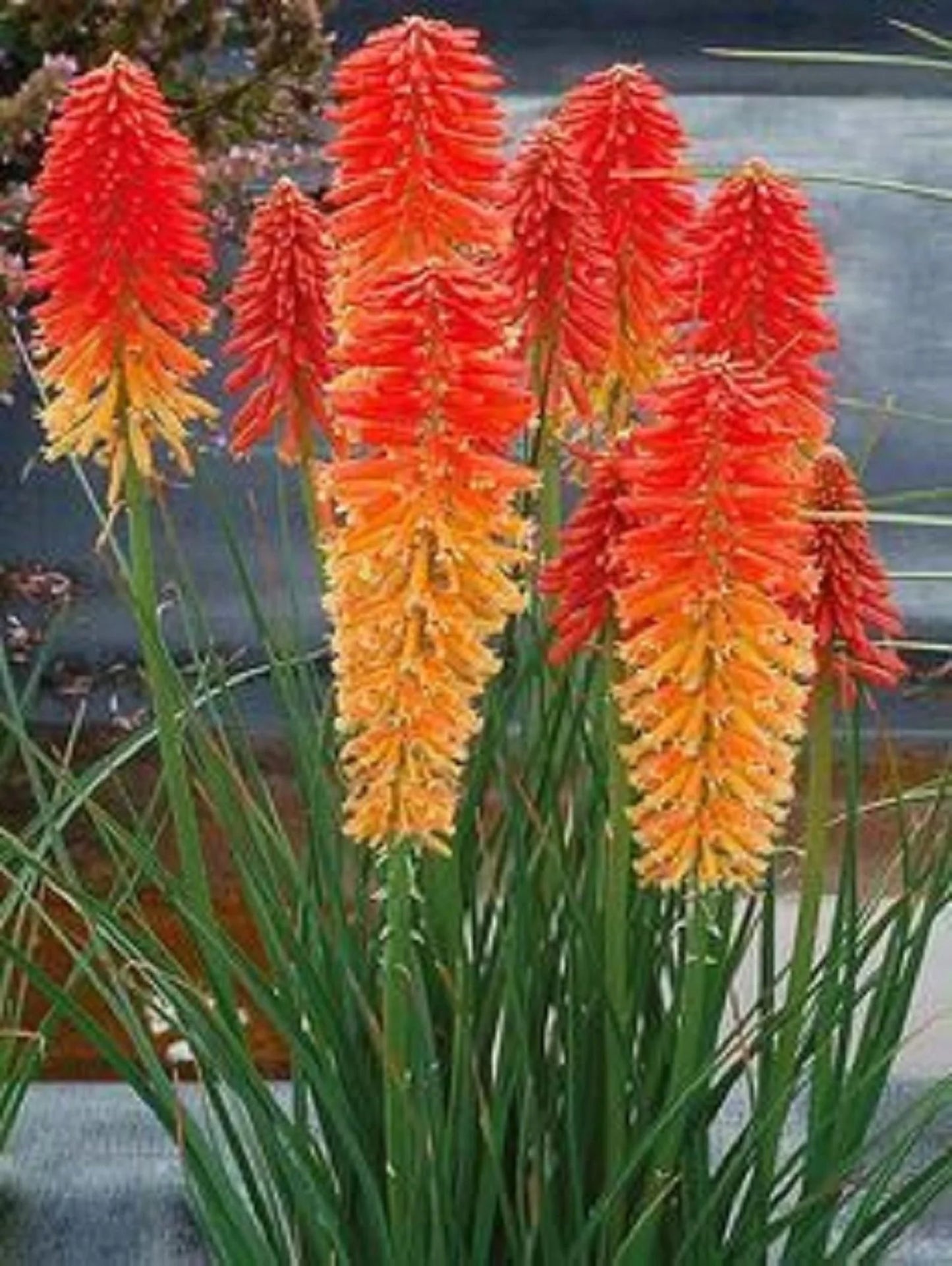 Red Hot Poker Poco Orange (Kniphofia asphodelaceae)