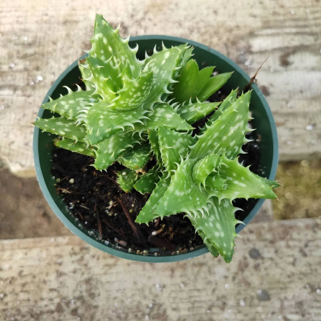 Tiger Tooth Aloe (Aloe juvenna) - Ladybird Nursery