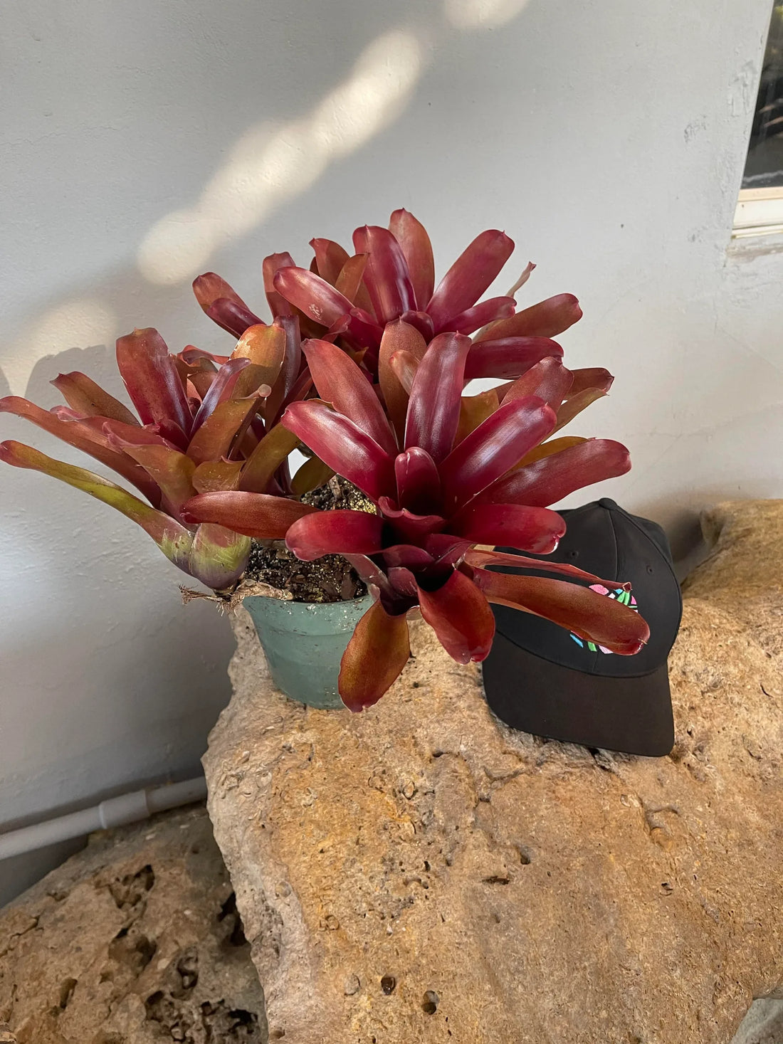 Bromeliad Fireball (Neoregelia) - Ladybird Nursery