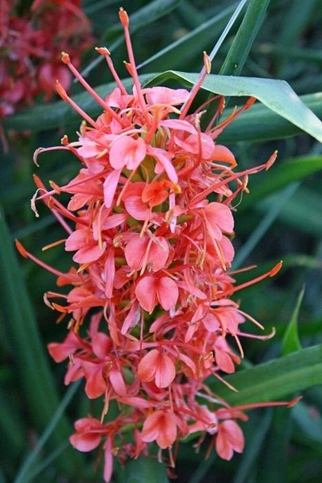 Scarlet Ginger Lily (Hedychium coccineum) - Ladybird Nursery