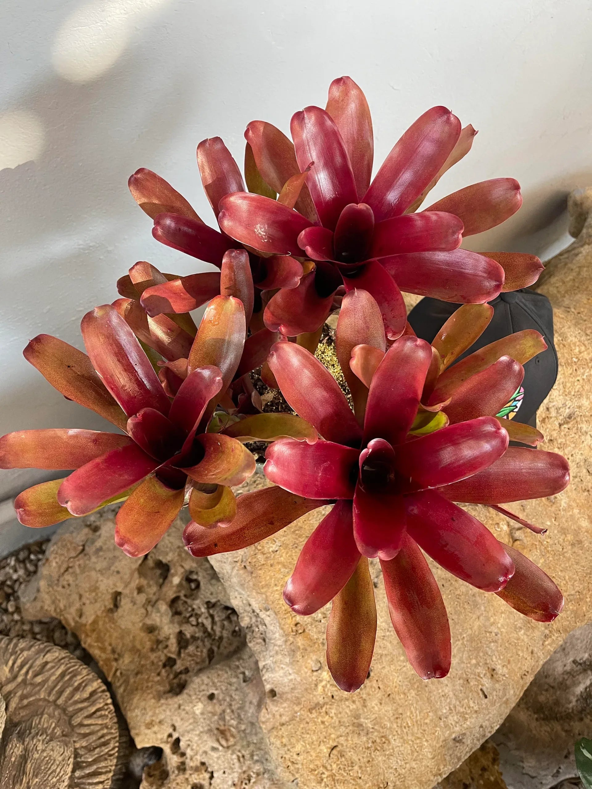 Bromeliad Fireball (Neoregelia) - Ladybird Nursery