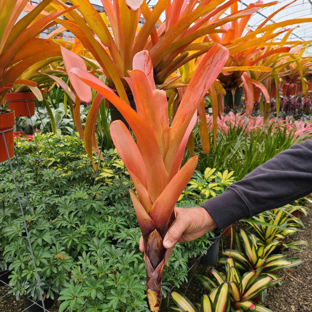 Bromeliad (Aechmea blanchetiana)