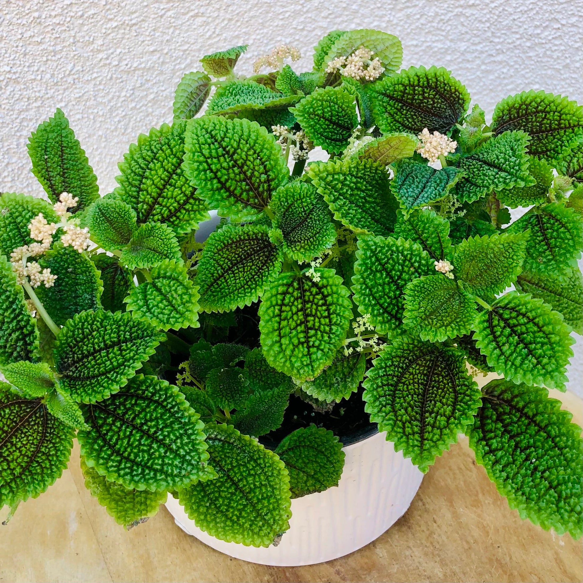Pilea Moon Valley (Pilea mollis)