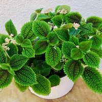 Pilea Moon Valley (Pilea mollis)
